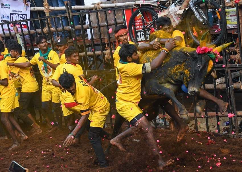 Avaniyapuram Jallikattu