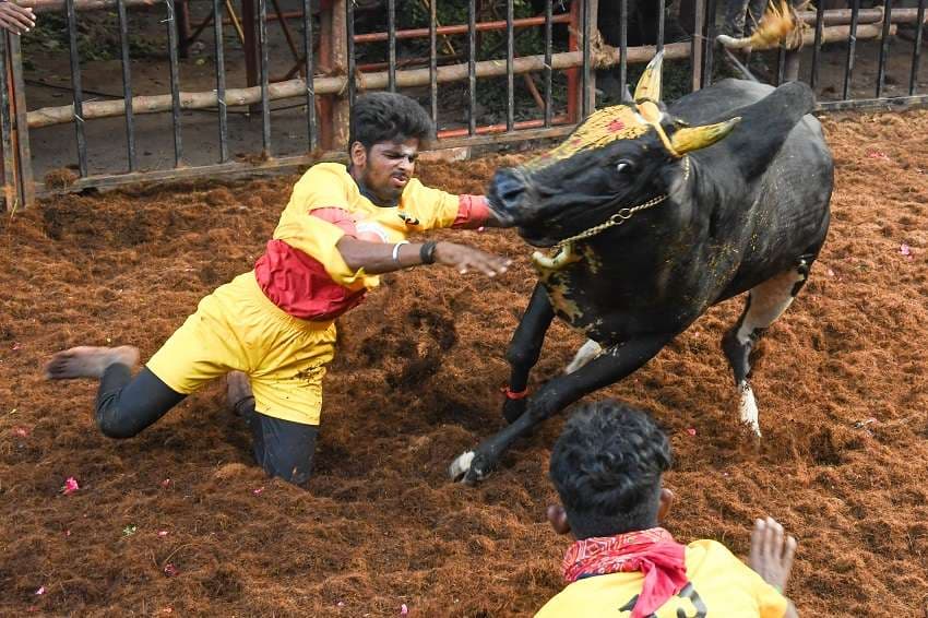 Avaniyapuram Jallikattu