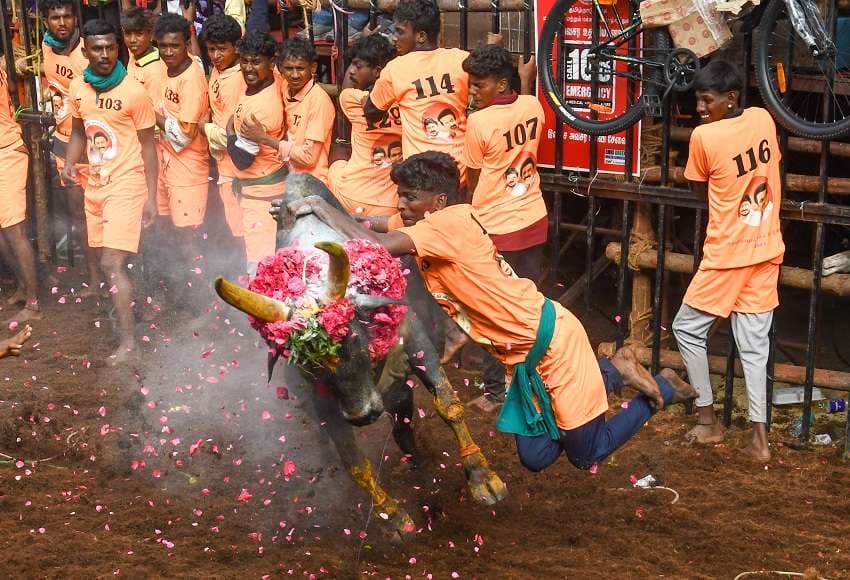 Avaniyapuram Jallikattu