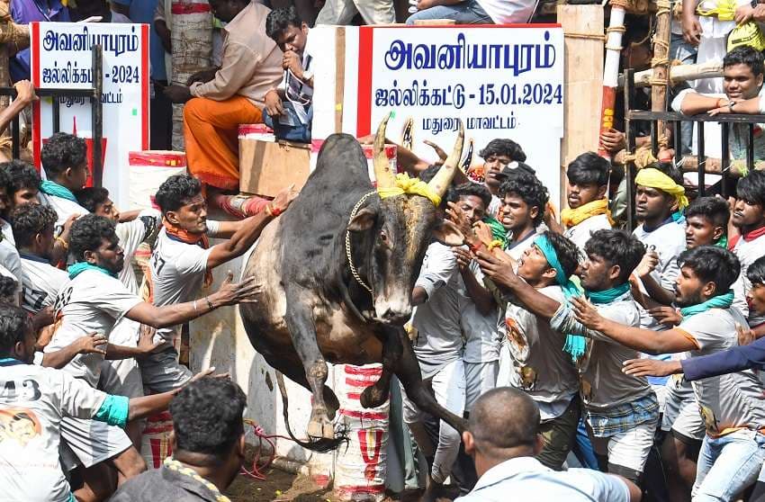 Avaniyapuram Jallikattu