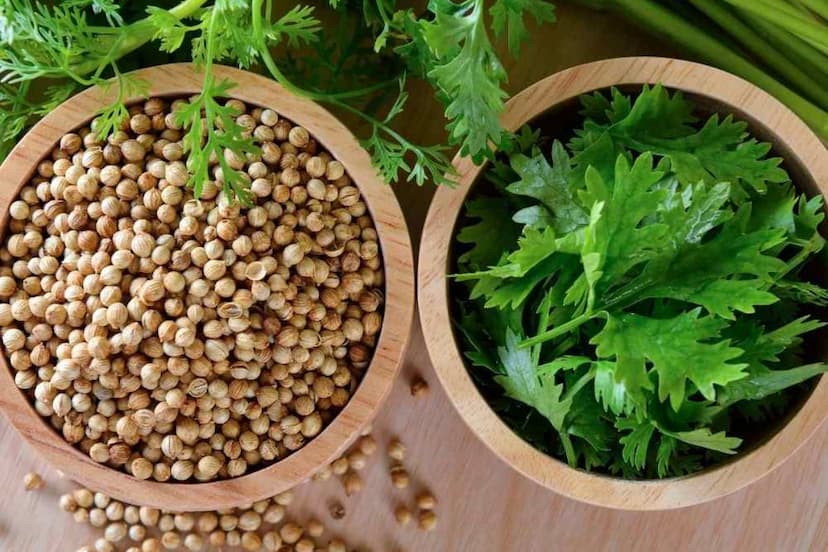 new_coriander.jpg