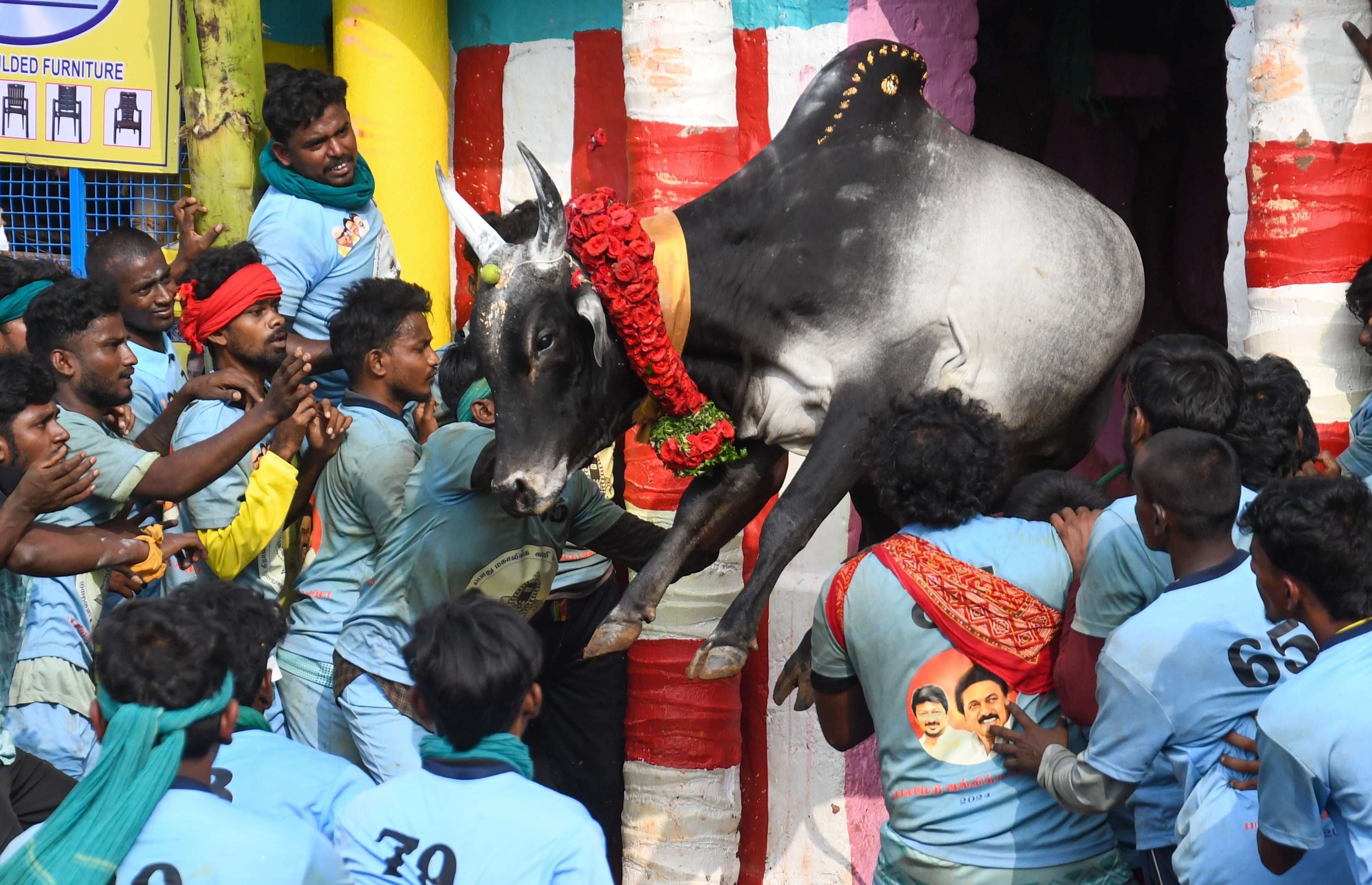 jallikattu