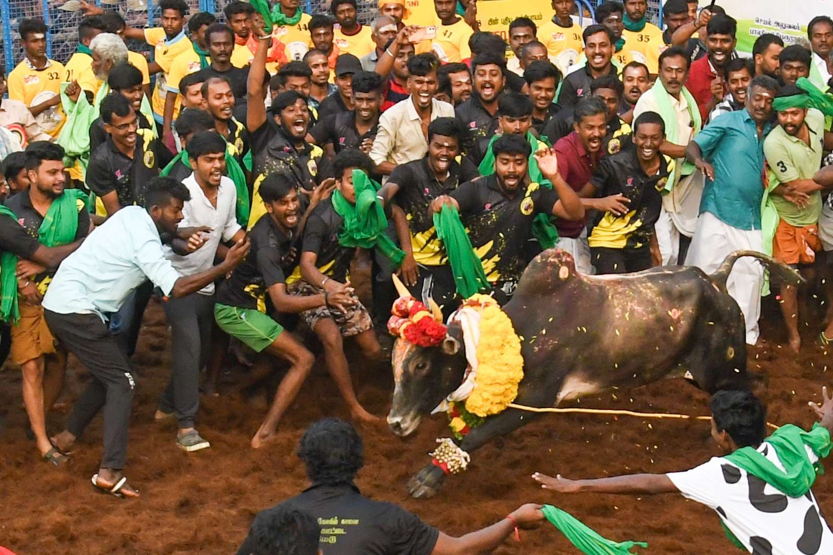 jallikattu