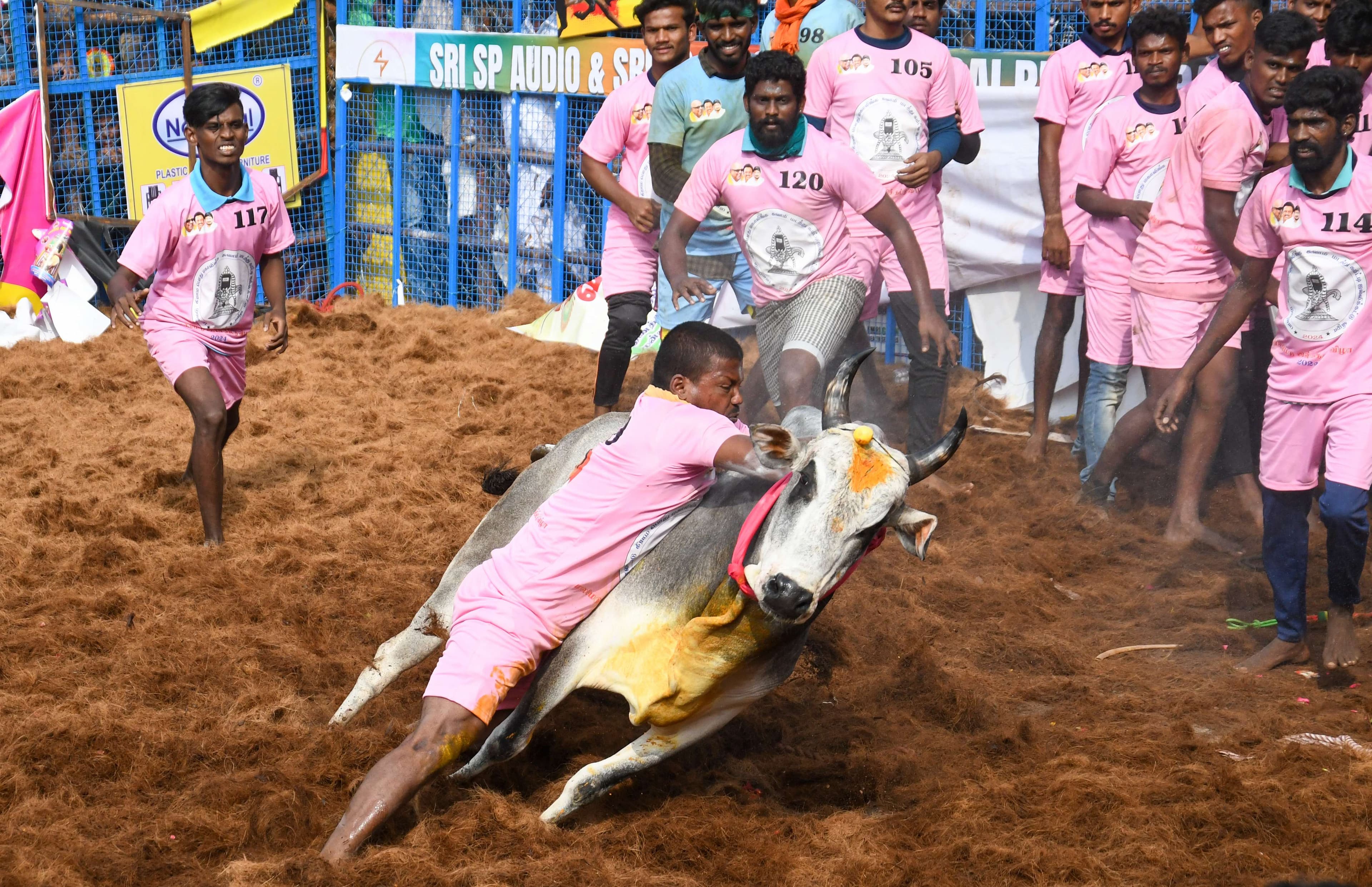 jallikattu