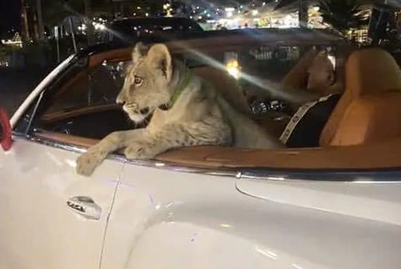 tourist_with_lion_cub_in_bentley.jpg