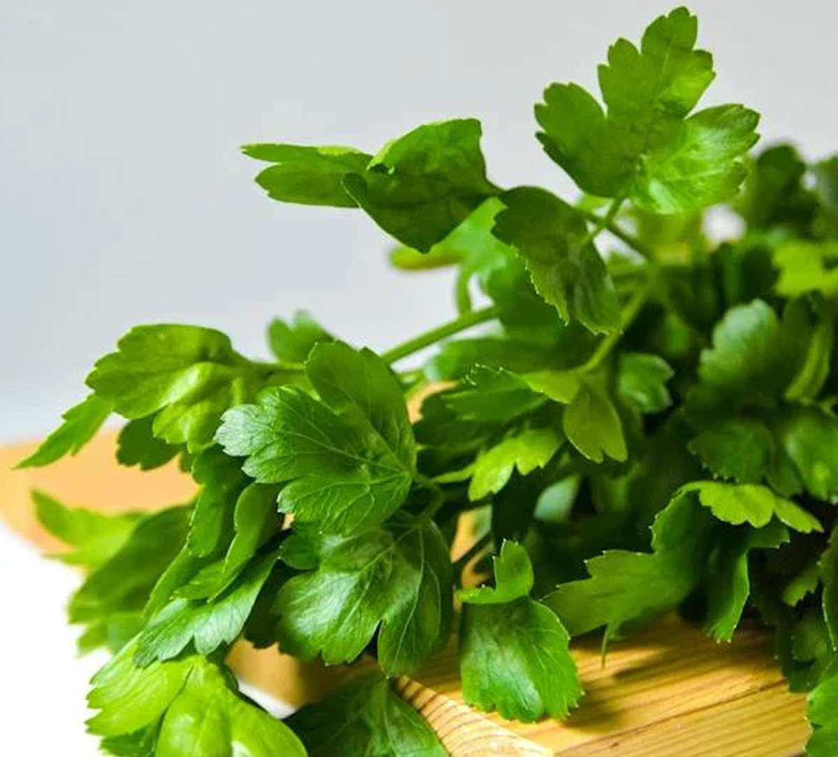 green-coriander.jpg