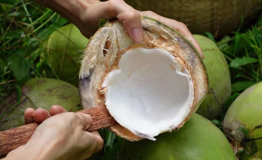 coconut-malai-health-benefits.jpg