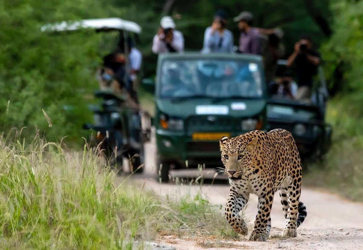 jhalana_safari_jaipur.jpg