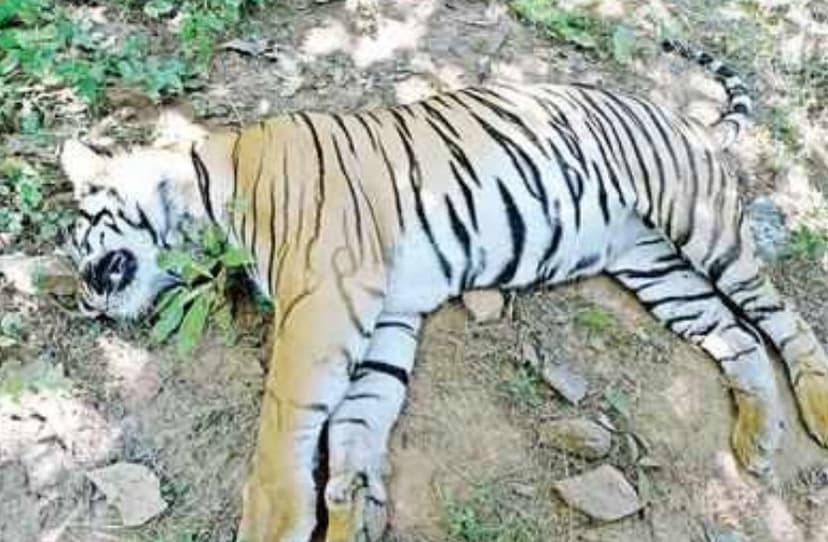 tiger_died_in_bandhavgarh_tiger_reserve.jpg