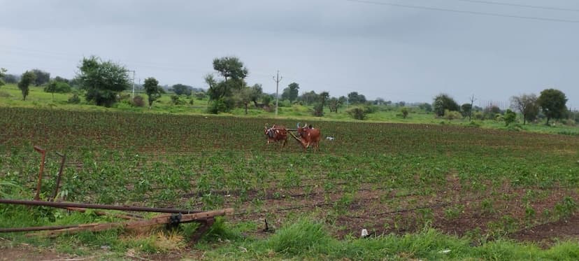 किसानों के खसरा खतौनी आधार और समग्र से लिंक करने में खरगोन तहसील पिछड़ी