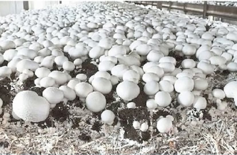 mushroom farming in alwar rajasthan