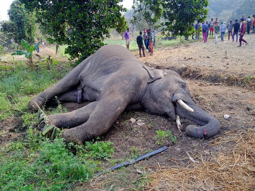 किसान ने बाड़ी में फैलाया था करंट, चपेट में आने से हाथी की मौत