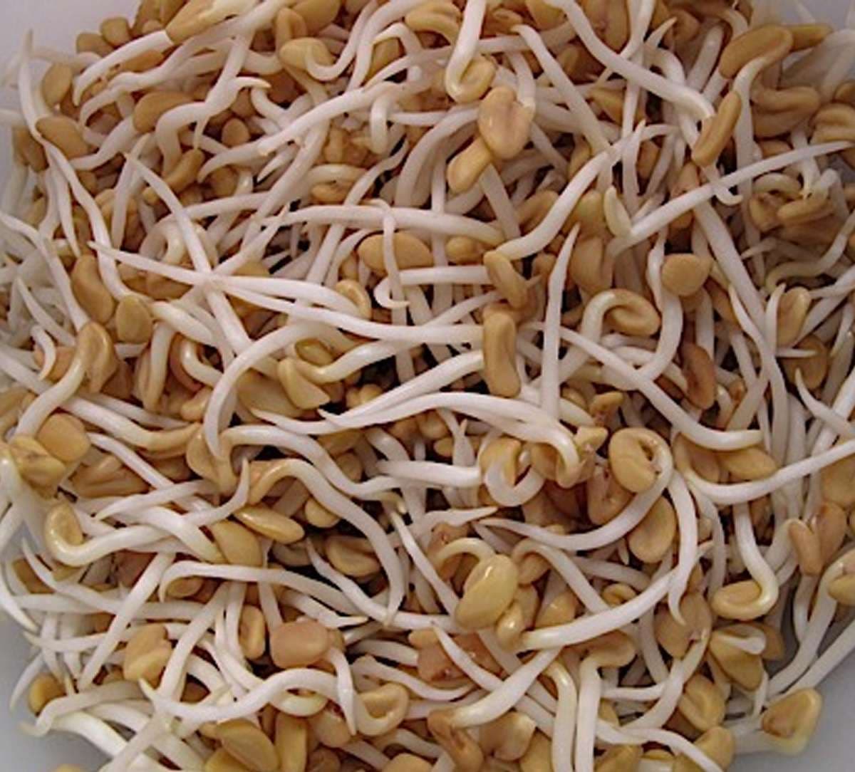 sprouted-fenugreek-seeds.jpg