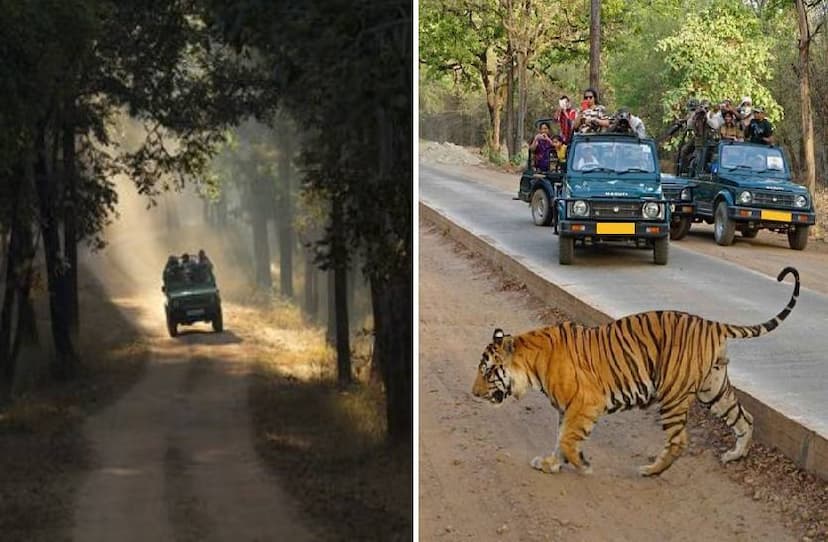 bandhav_garh_national_park_management_provide_job_for_local_villagers_mp_tourism.jpg