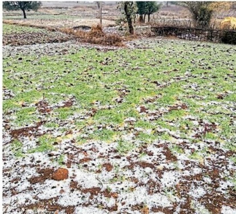बेमौसम बारिश:ओलावृष्टि से 50 से अधिक गांवों में रबी की फसलों को पहुंचा नुकसान