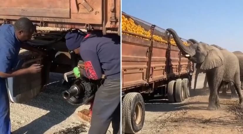 elephants_taking_advantage_of_a_broken_truck_transporting_oranges.jpg