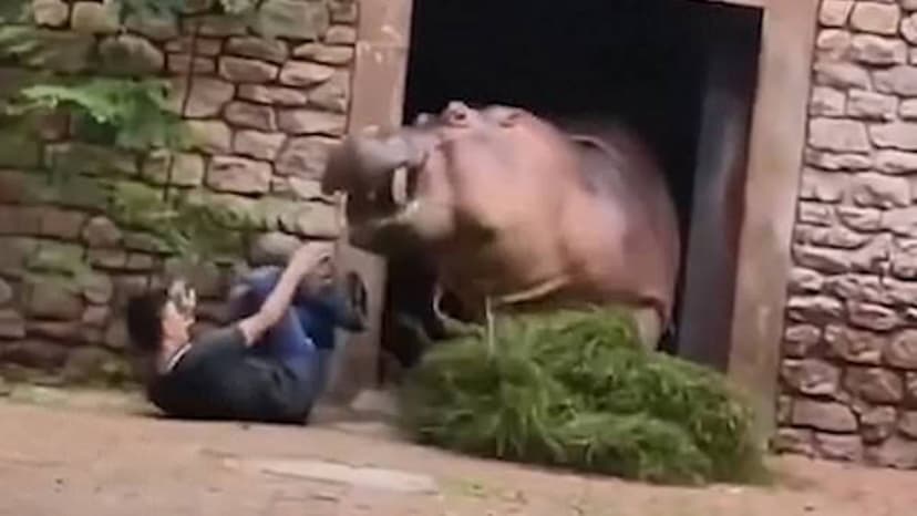 angry_hippo_charges_at_zookeeper.jpg