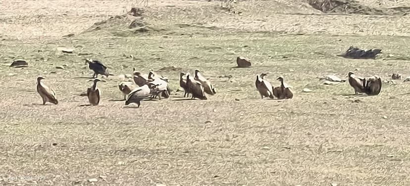 117 nests were detected in rocks and trees, 638 vultures were seen in three days of counting.