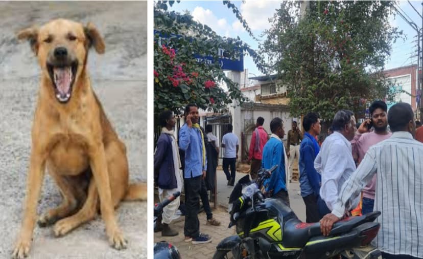 कोर्ट परिसर में घुसे कुत्ते ने वकील समेत आधा दर्जन लोगों को काटा, मच गई अफरातफरी