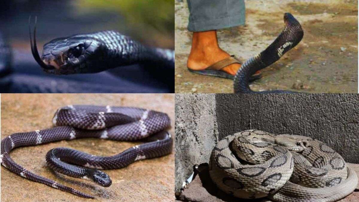 most_poisonous_snakes.jpg