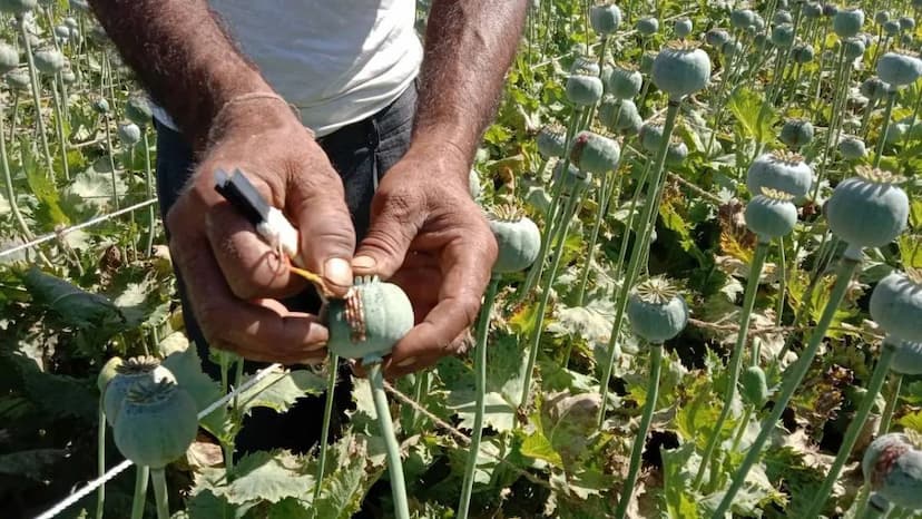 opium_cultivation_in_mp_now_government_sold_out_theben_in_international_drugs_market.jpg