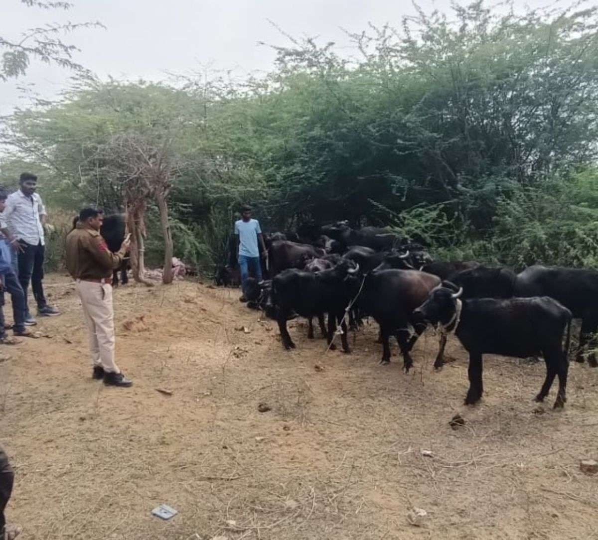 cattle_smuggling_case.jpg