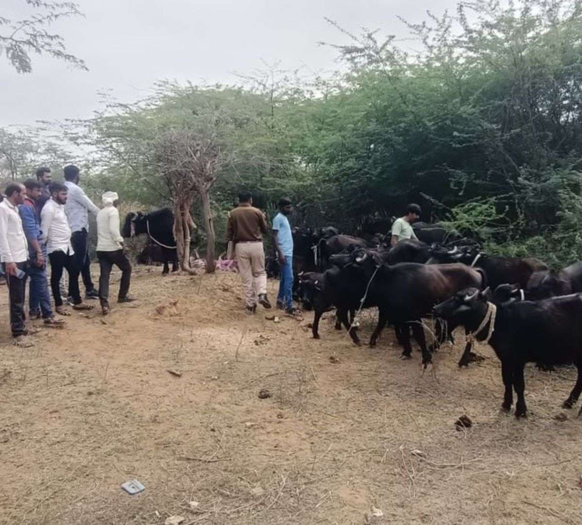 cattle_smuggling_in_rajasthan.jpg