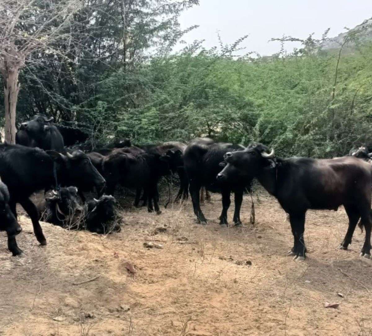 cattle_smuggling_rajasthan_news.jpg