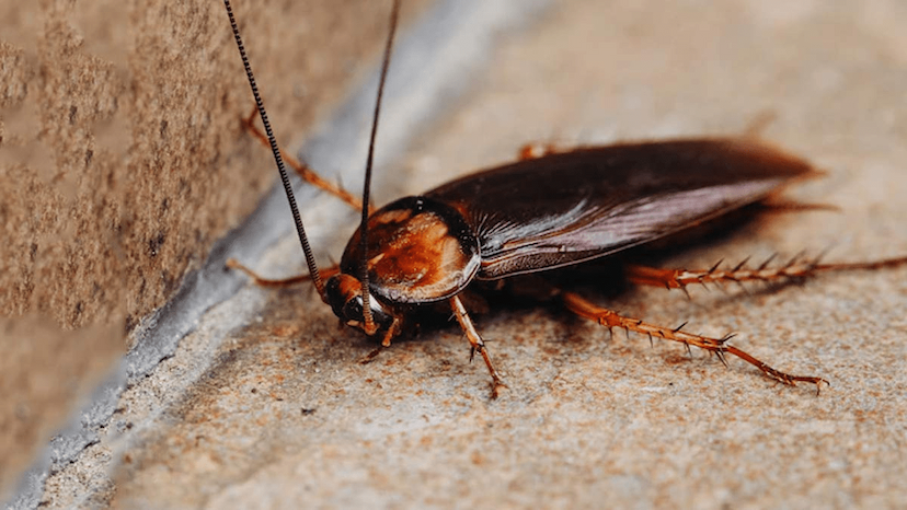 cockroach neuclear attack 