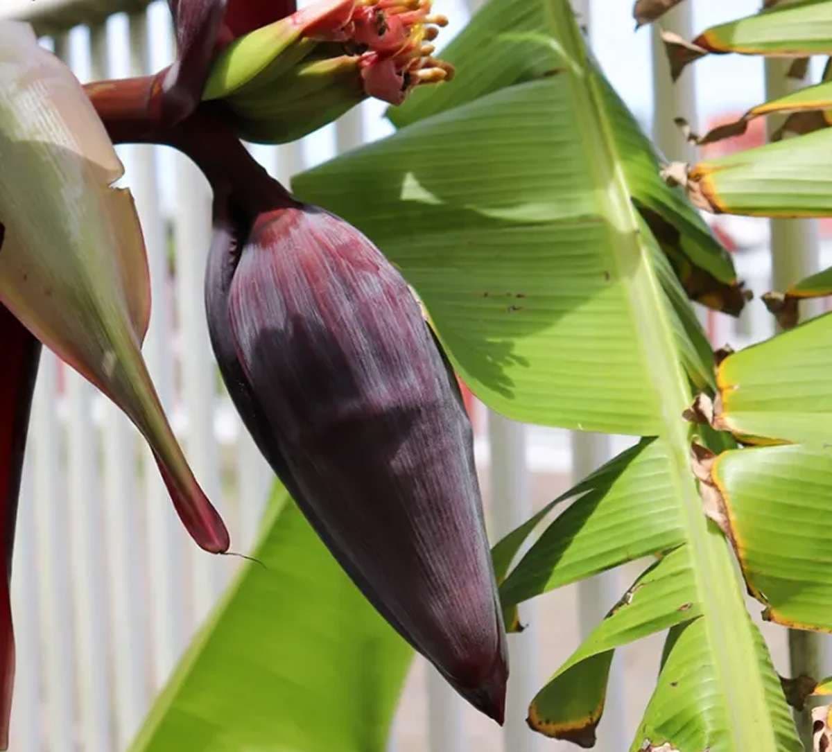 banana-flower-for-blood-sug.jpg