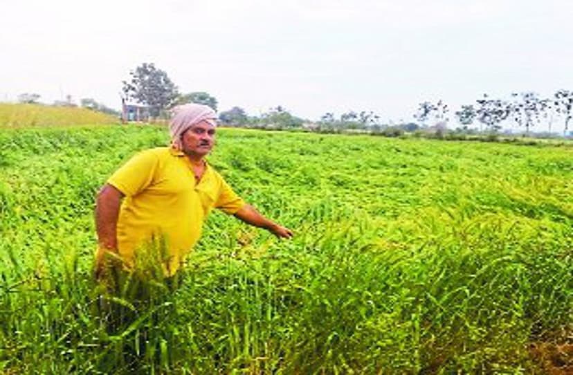 बारिश हो रही थी अचानक गिरने लगे ओले