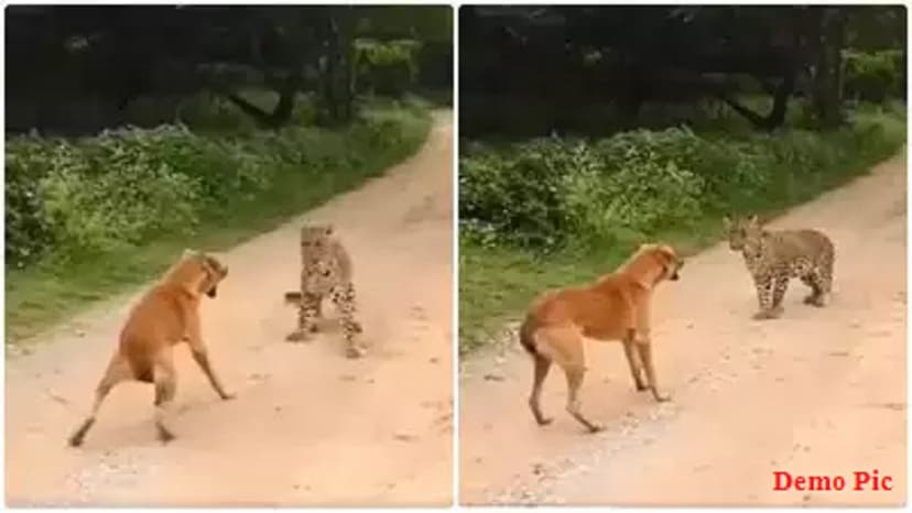 fight_between_dog_and_leopard.jpg