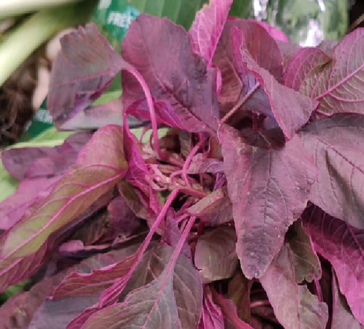 amaranth-leaves.jpg