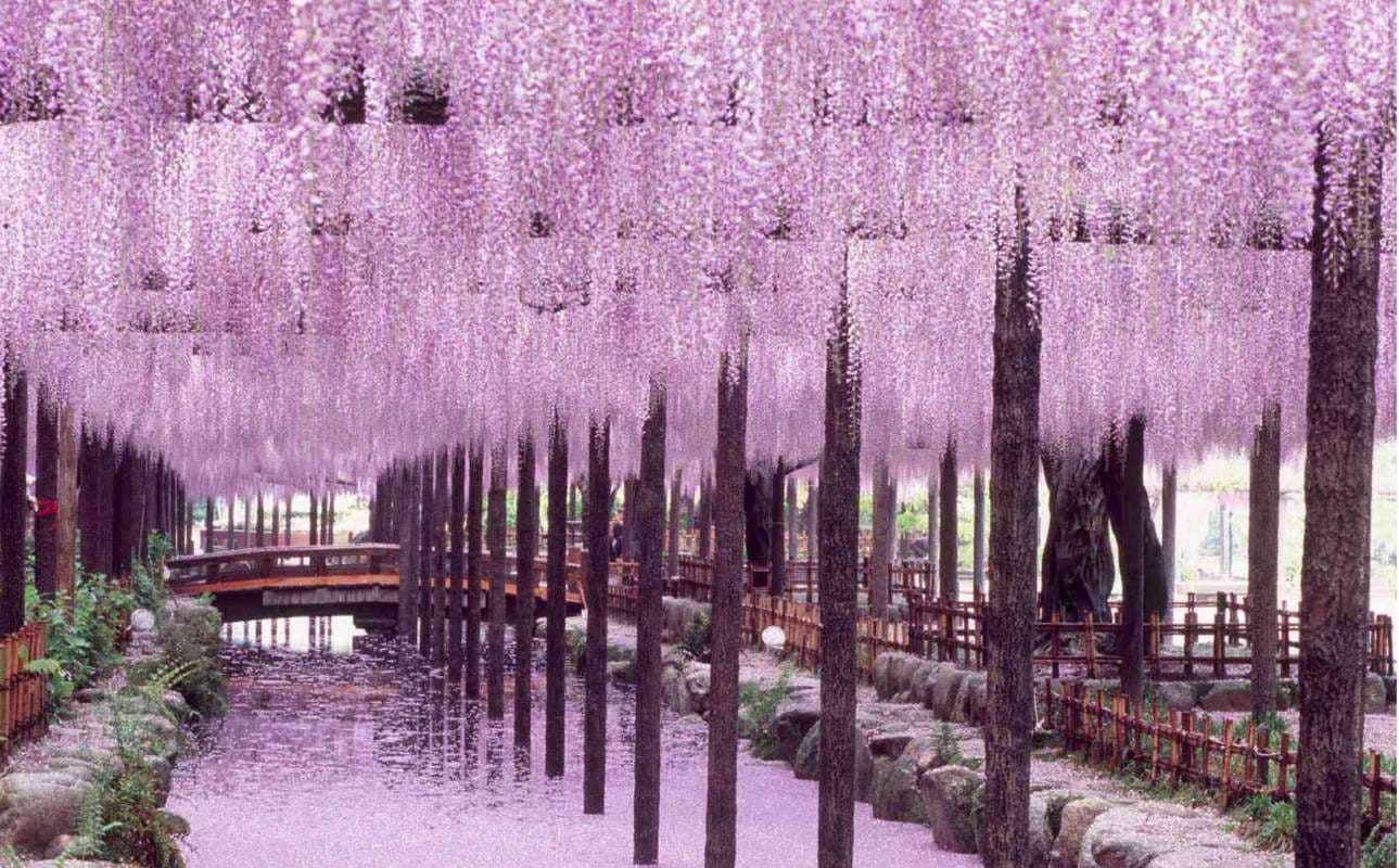 Japanese wisteria