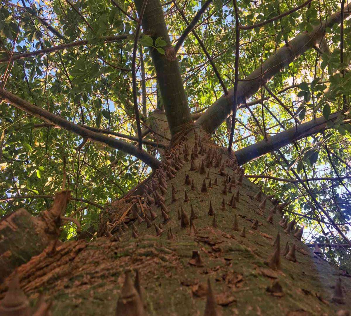  Kapok tree 
