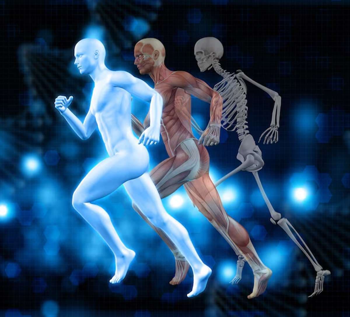 human-body-bones.jpg