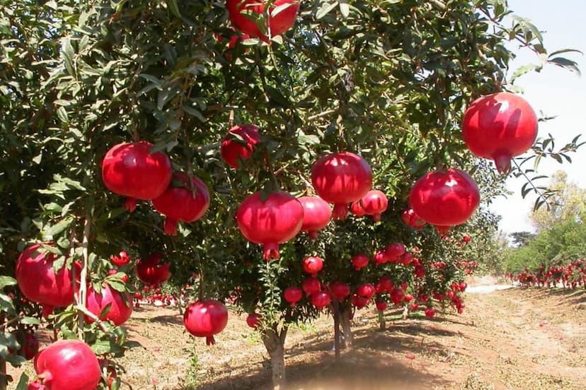 Anar Ki kheti: Pomegranate Cultivation in Barmer rajasthan