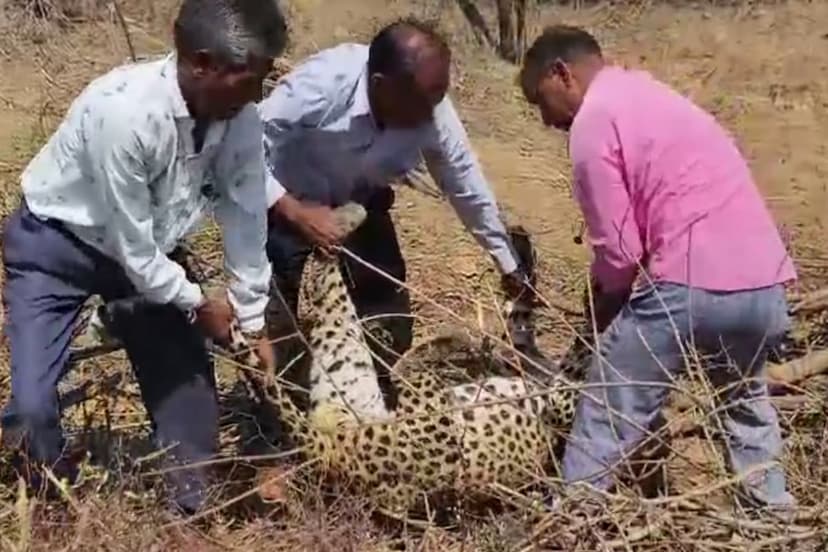 राजस्थान के इस शहर में इस कारण हुई पैंथर की मौत...देखें वीडियो