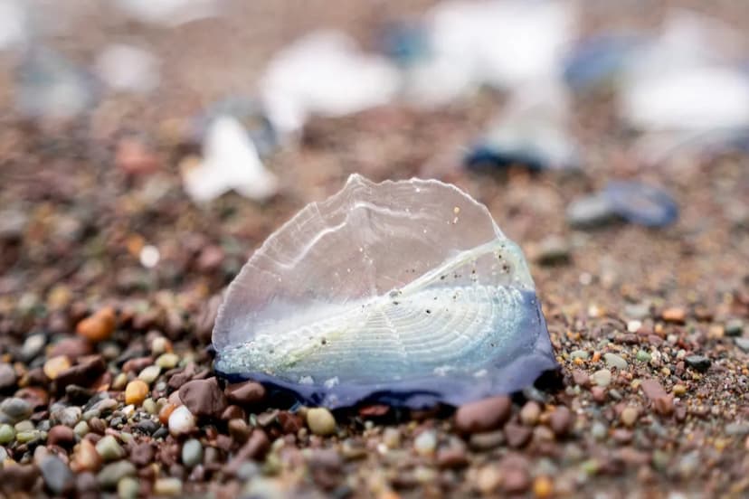 Alien like Creature found on the seashore in California