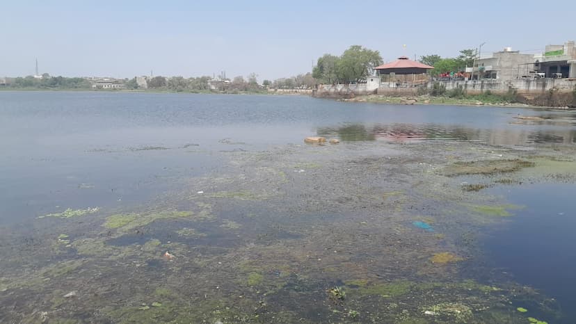 The enhanced beauty of the pond disappeared