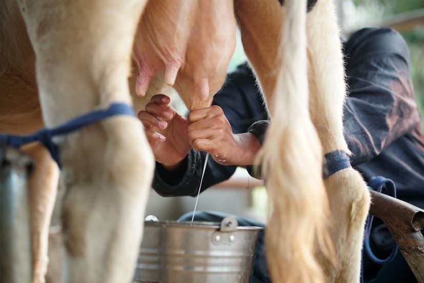 Bird Flu Found in Raw Milk at High Level