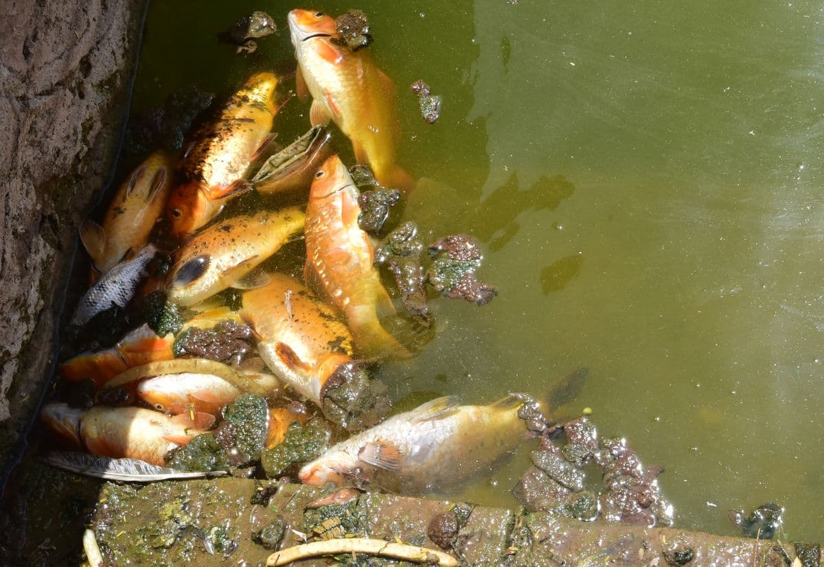 Hundreds of fish lost their breath due to lack of oxygen in Jada pond.