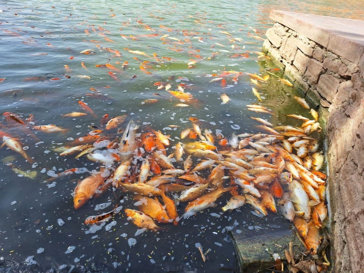 Hundreds of fish lost their breath due to lack of oxygen in Jada pond.