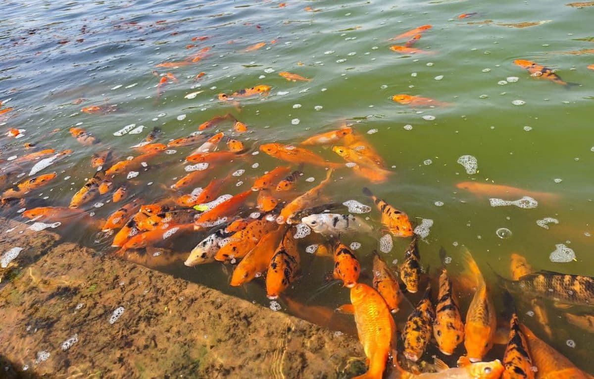 Hundreds of fish lost their breath due to lack of oxygen in Jada pond.