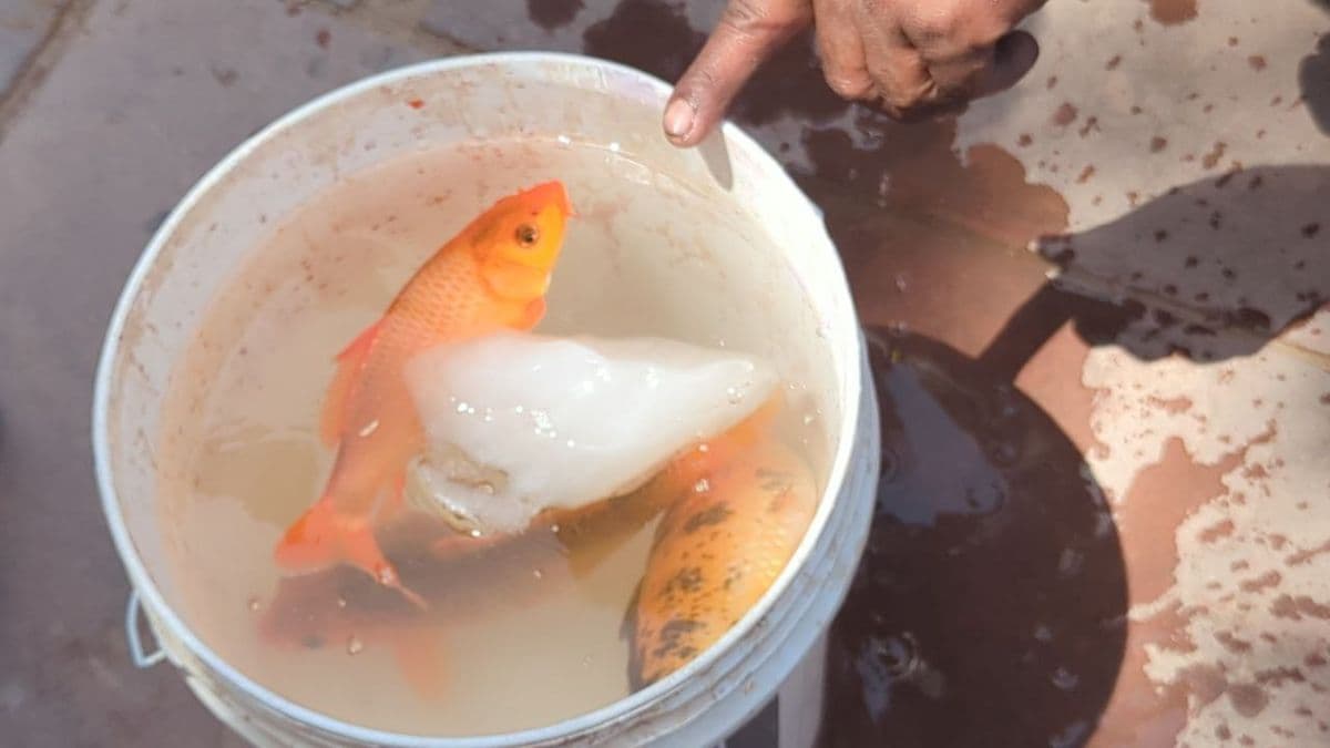 Hundreds of fish lost their breath due to lack of oxygen in Jada pond.