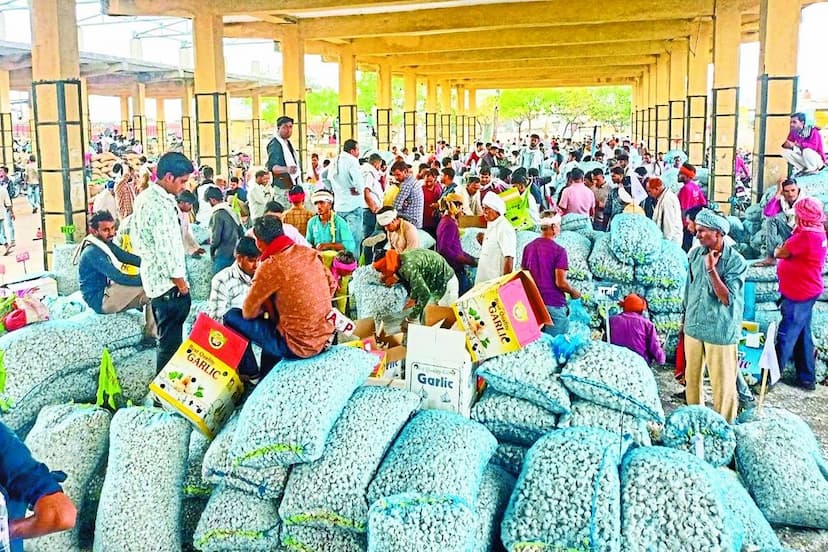 लहसुन में बांग्लादेश का निर्यात खुल जाने के कारण अब छोटे माल की डिमाण्ड बढ़ गई है। पूर्व में छोटे माल डिमाण्ड कुछ प्रदेशों में ही बनी हुई थी। वही साउथ क्षेत्र में बॉक्स क्वालिटी की ही मांग बनी हुई है। सोमवार को स्थानी कृषि उपज मंडी में लहसुन की खुलते बाजार में करीब पांच सौ रुपए की तेजी रही। शनिवार को बंद बाजार में उपर में 22 हजार रुपए प्रति क्विंटल तक लहसुन की नीलामी हुई थी।