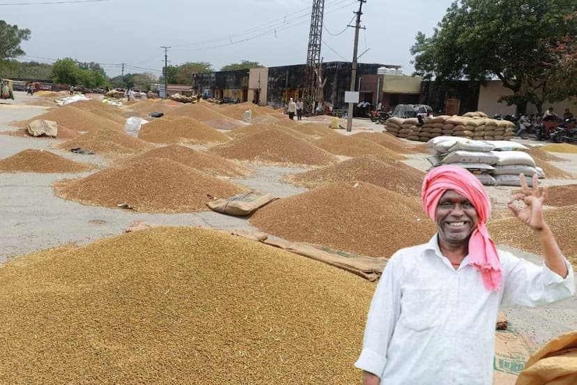 Sharbati wheat prices