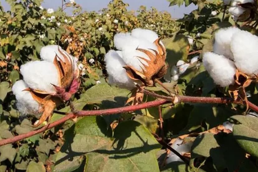 Rajasthan Cotton Looms Pink Bollworm Danger Farmers Worried Agriculture Department Tells Ways of Prevention