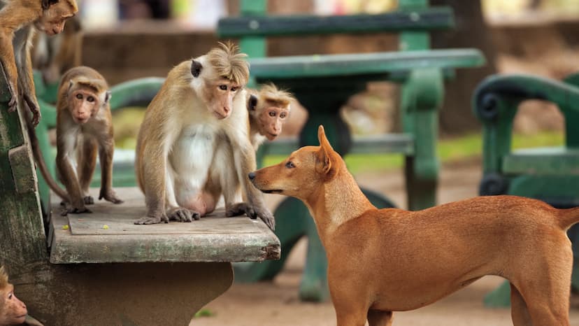 Dogs and monkeys become violent in summer in Sambhal