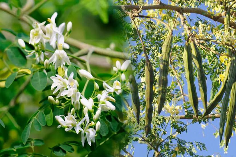 benefits of Moringa water